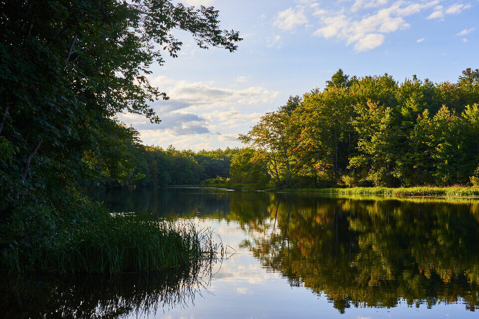 A calm lake at the edge of a forest