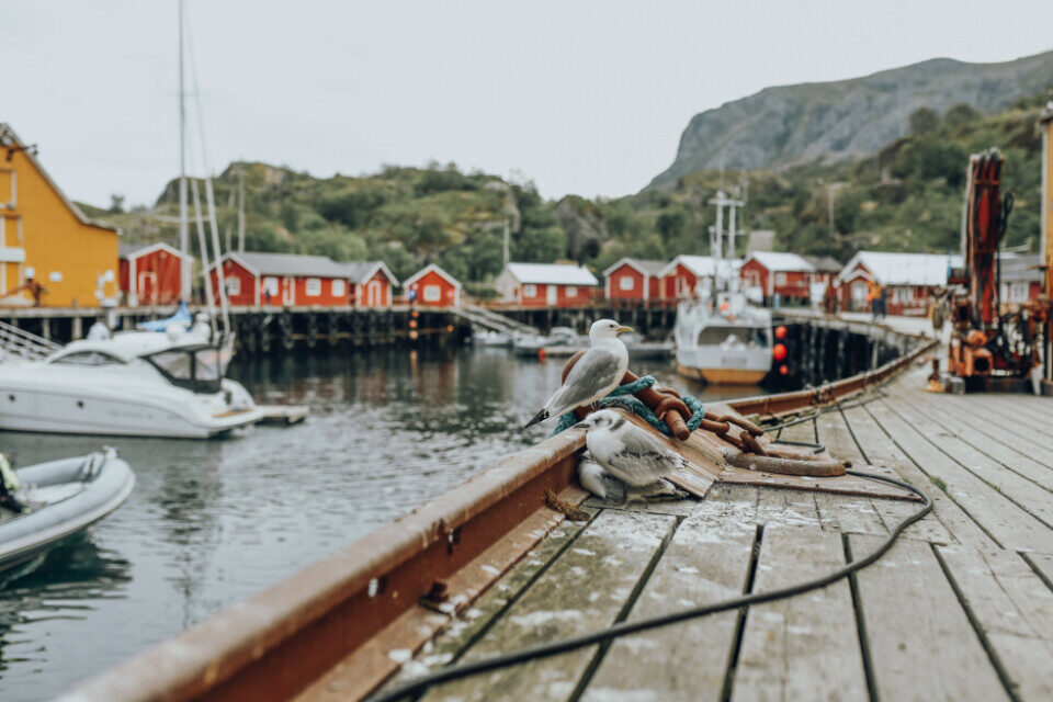 Boats along a dock at a lakeside marina