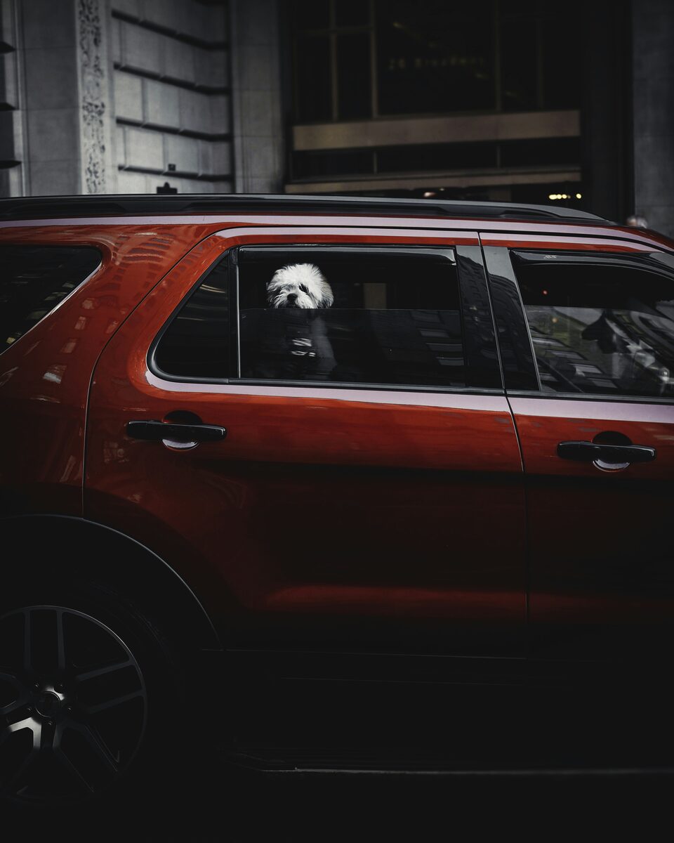 A dog looking out the window of a red SUV